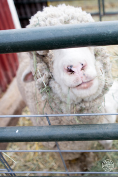 Little Buckaroo Petting Zoo - Sheep and goats at Gardner Village 