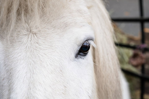 Little Buckaroo Petting Zoo - petting zoo horse  