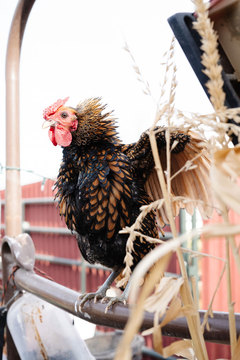 Little Buckaroo Petting Zoo - rooster on the farm petting zoo 