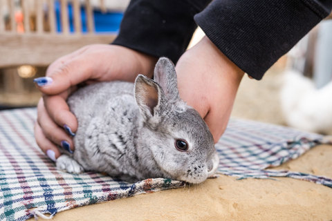  Little Buckaroo Petting Zoo