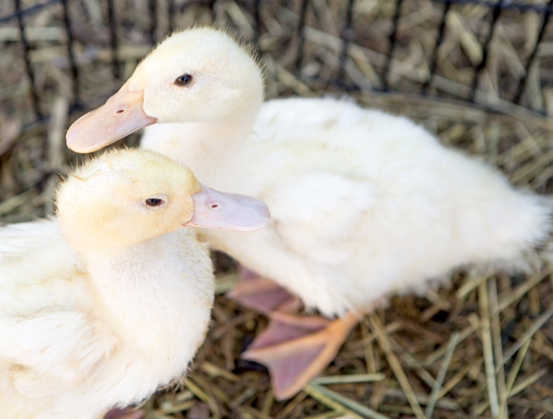 local animal rescue in salt lake