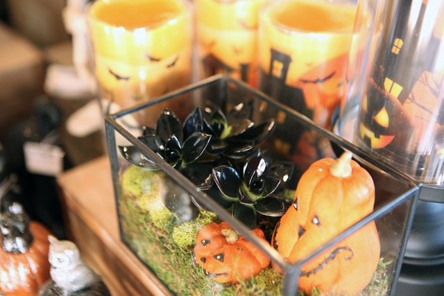 halloween succulents