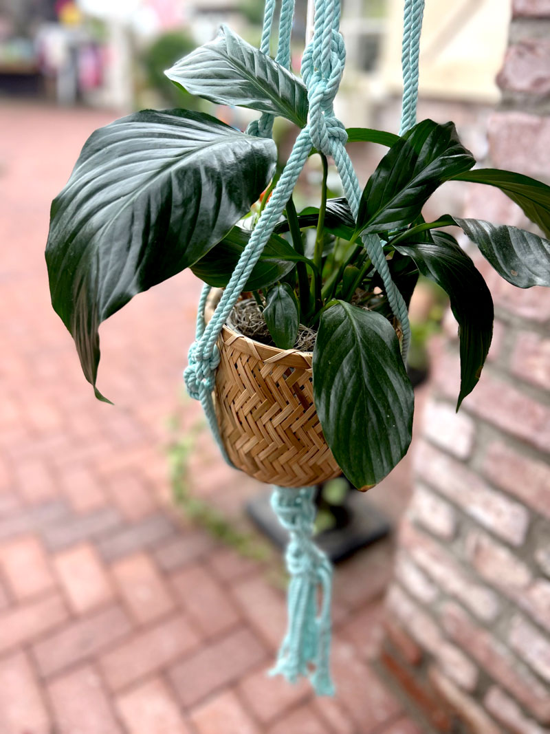 macrame plant
