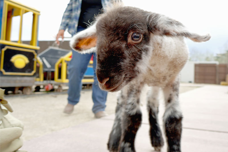 Milkshake the Lamb