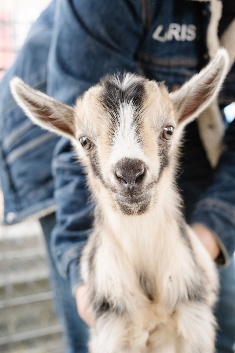 utah animal rescue service