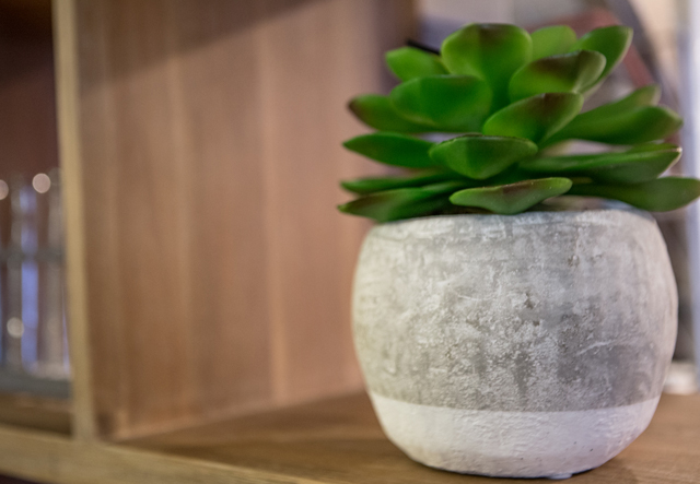 succulent in concrete vase