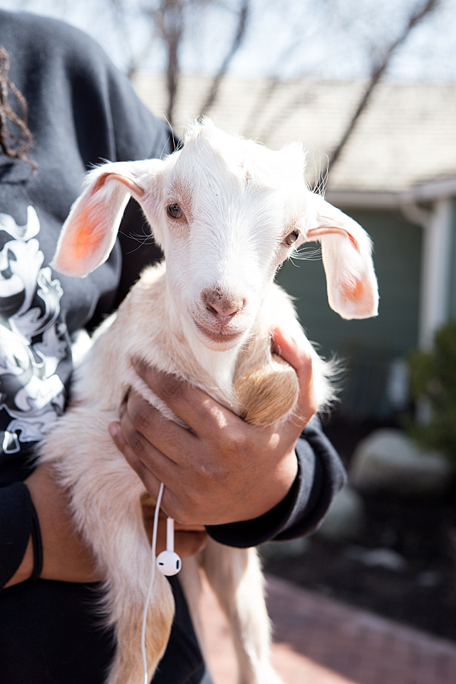 baby animal petting zoo in utah