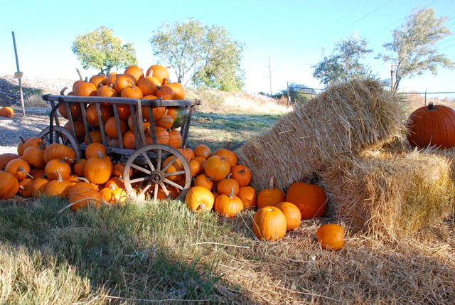 fall pumpkin decorating ideas