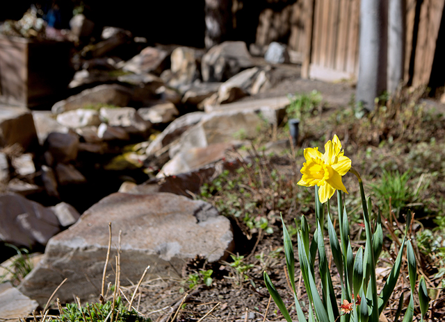 spring gardening tips