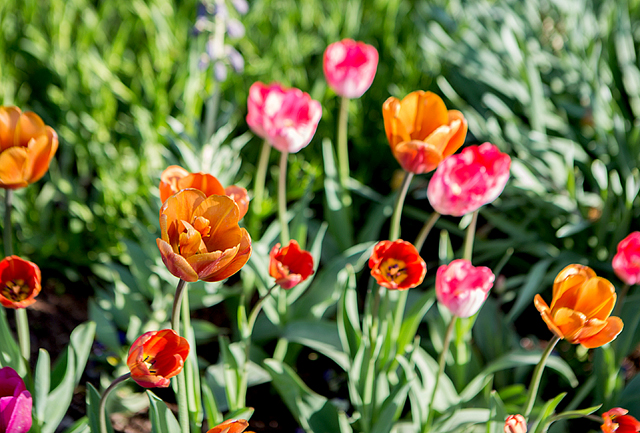 tulip planting