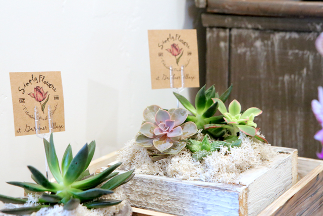 succulent workshop