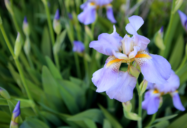 iris garden
