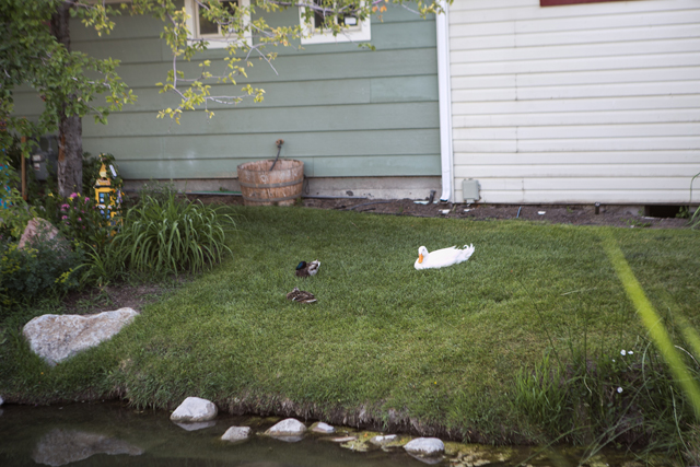 ducks in gardner village