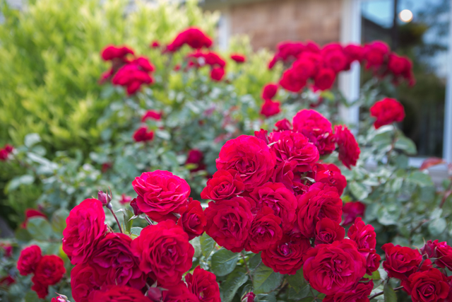 fresh flowers in Gardner Village roses