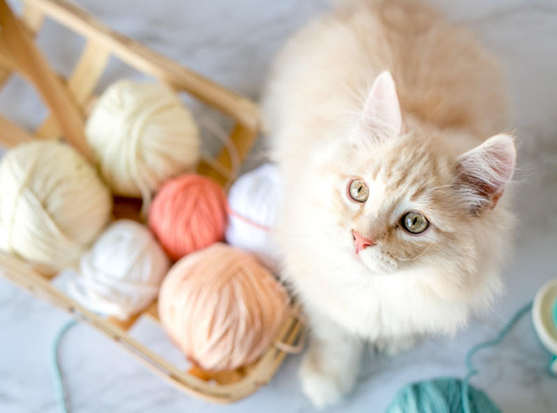 best yarn shops in Utah