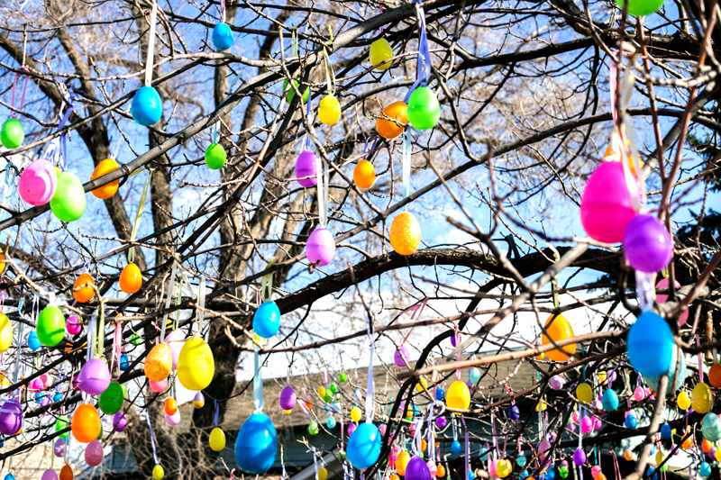 egg counting contest