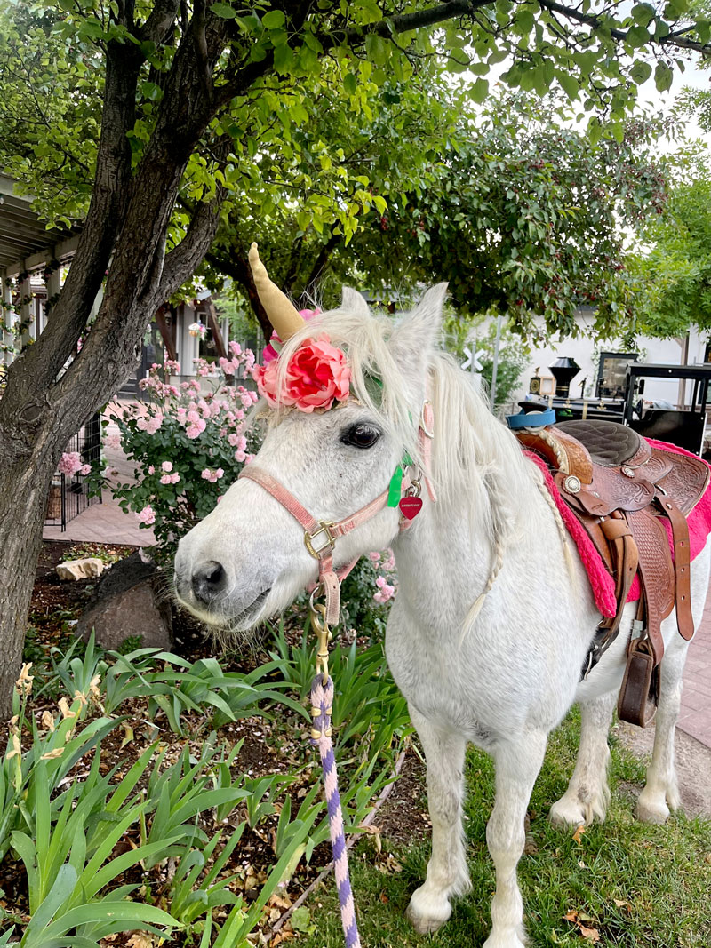 Woodland Fairy Festival
